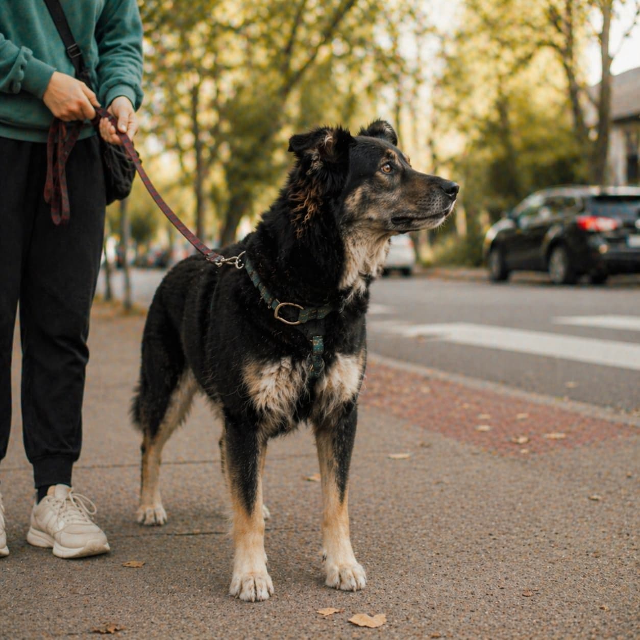 A calmer moment between an owner and dog after difficult reactive walks
